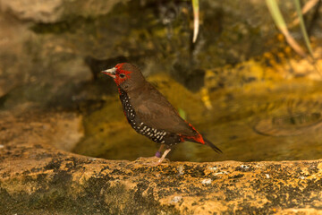 Painted finch (Emblema pictum) in zoo.