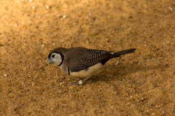 The double-barred finch (Taeniopygia bichenovii).