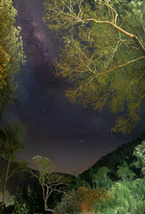 Milky way among trees