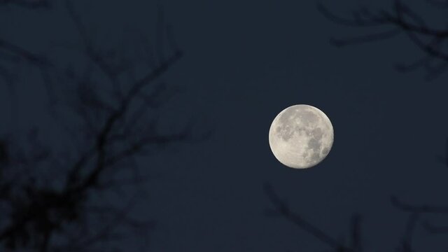 vista de la luna en el bosque