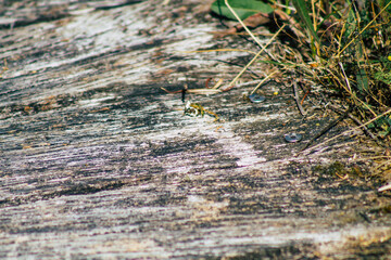Closeup of a rustic wooden bridge spanning a pond in the french countryside in the fall