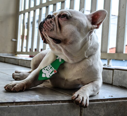 english bulldog puppy