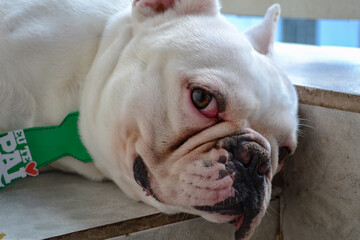 french bulldog puppy