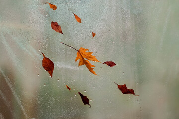Rain drops on wet window and colorful fallen leaves behind. Concept of inclement weather, seasons,...