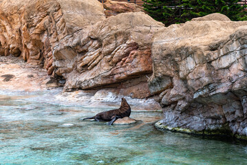 a sea lion lying on the rock looking up the sky