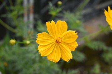 道端のキバナコスモス