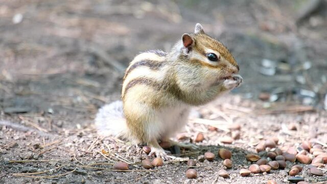 Video of chipmunk eats pine nuts from the hand