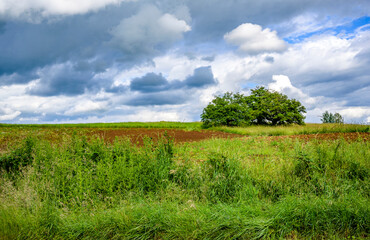 Fototapeta na wymiar Landscape with two trees in the middle of a field with tall juicy green grass against a cloudy sky