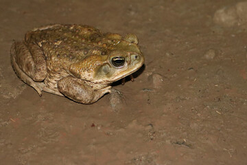 Sapo común 2