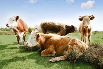 Selbstklebende Fototapete Krankenhaus Kühe ruhen auf einer Wiese