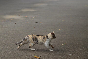 路上を颯爽と駆け抜ける野良猫
A stray cat walking dashingly on the street.