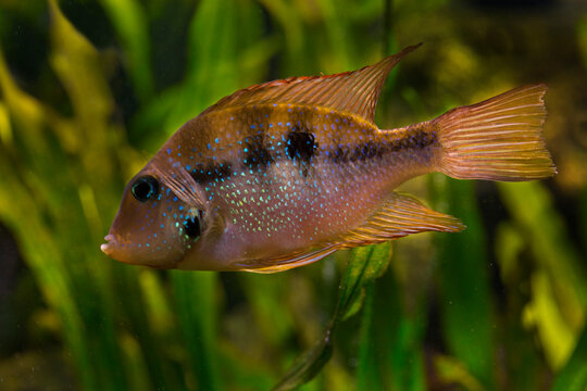 Thorichthys aureus , Cichlasoma ellioti (Blue flash ).
