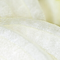 Onion sliced with round white rings, macroshot.