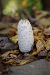 A single white solitary mushroom sprouts up from dried decaying leaves on a warm Autumn day in Midwest USA. Soft blurred background and copy space.