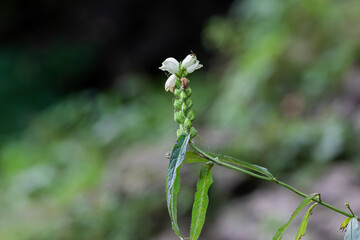 The flowers of the autumn forest