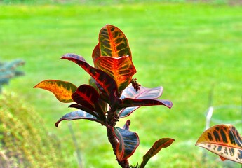 Close up of croton plant with multicolor leafs isolated on green garden background. Codiaeum variegatum tropical plant. Space for text.  © RedBridge