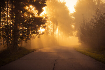 sunrise in the forest