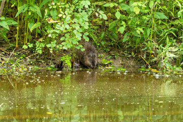 The muskrat (Ondatra zibethicus) on the bank of the stream