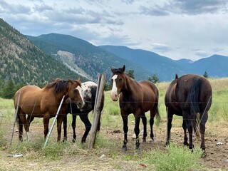 Obraz premium horses in the mountains