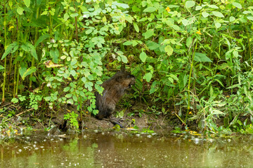 The muskrat (Ondatra zibethicus) on the bank of the stream