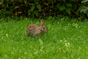 Wild rabbit on a meadow