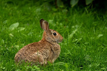 Naklejka na ściany i meble Wild rabbit on a meadow
