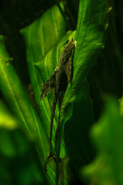 Whiptail Catfish (Sturisoma aureum ) in aquarium.