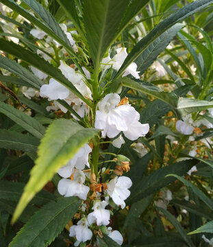 white flowers in the garden