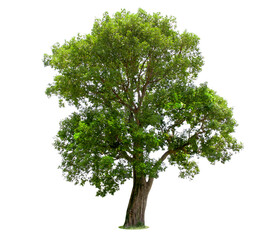 Obraz premium isolated tree on White Background.Large trees database Botanical garden organization elements of Asian nature in Thailand, tropical trees isolated used for design, advertising and architecture.