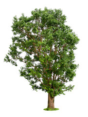 Obraz premium isolated tree on White Background.Large trees database Botanical garden organization elements of Asian nature in Thailand, tropical trees isolated used for design, advertising and architecture.