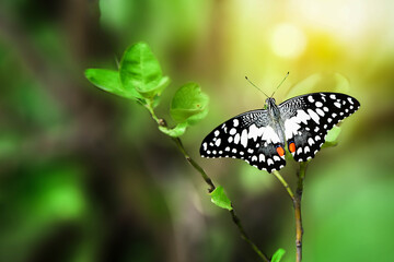 butterfly on a flower