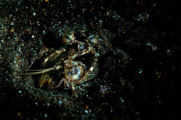 A mantis shrimp looking up out of his hole