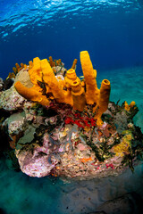 Fototapeta premium Yellow tube sponges on a dive site in St. Lucia