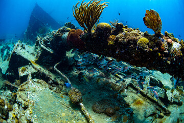 Fototapeta na wymiar The reef growing on the Rhône wreck