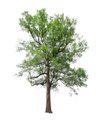 isolated  tree on White Background.Large trees database Botanical garden organization elements of Asian nature in Thailand, tropical trees isolated used for design, advertising and architecture