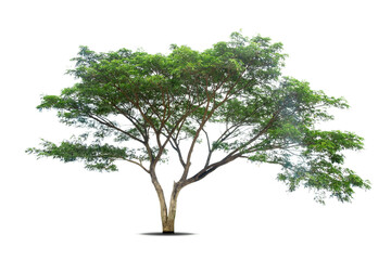 Fototapeta na wymiar isolated tree on White Background.Large trees database Botanical garden organization elements of Asian nature in Thailand, tropical trees isolated used for design, advertising and architecture