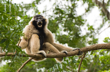 The gibbons are angry. On the trees in the forest