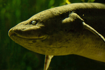 The West African lungfish,  Tana lungfish (Protopterus annectens).