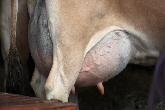 &Uacute;bere de vaca leiteira