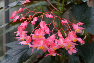 Cane-Like Begonia 'Lana' pink flowers