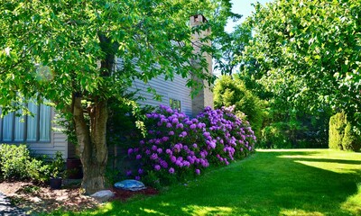 Gartenlandschaft rund um Wohnhaus, im ländlichen Gebiet des Staates New York。 Rhododendron-Blumen in voller Blüte.