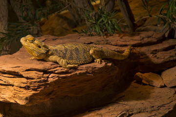The Bearded dragon (Pogona vitticeps).