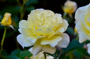 Yellow rose in the garden. Closeup
