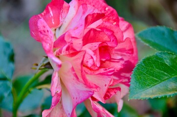 Frida Kahlo Floribunda Rose.  Each petal is its own unique blend of yellow, orange and red hues, so to form multicolor patterns on the flower petals.  