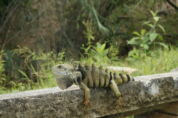 Iguana sexy