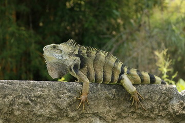 Iguana sexy 2