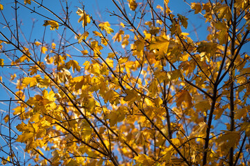 Autumn leaves on tree in sunny and windy day. Bright blue sky in background. Golden hour.