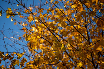 Autumn leaves on tree in sunny and windy day. Bright blue sky in background. Golden hour.