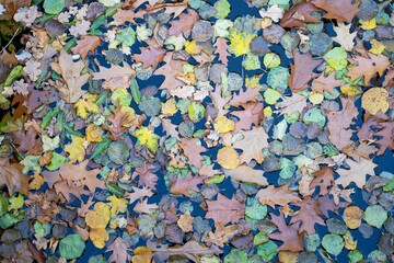 Top view of leaves laying on water.  Texture of autumn.