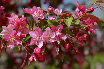 Chinese flowering crab-apple blooming, very beautiful